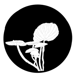 JaxonvilleMushrooms logo depicting a cluster of wandering creamsicle mushrooms
